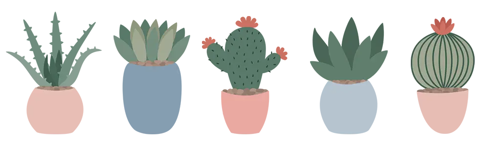 blog divider - picture of 5 cacti